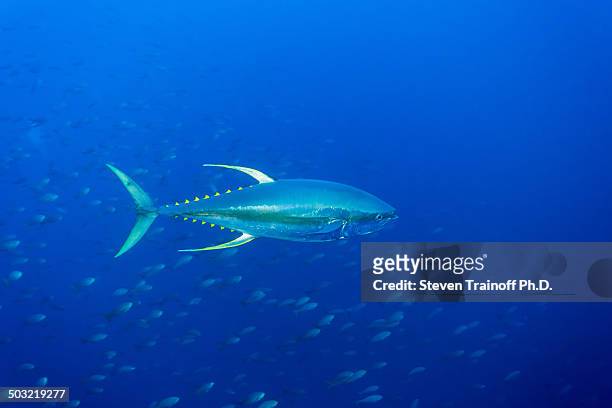 yellowfin tuna (thunnus albacares) - yellowfin tuna - fotografias e filmes do acervo