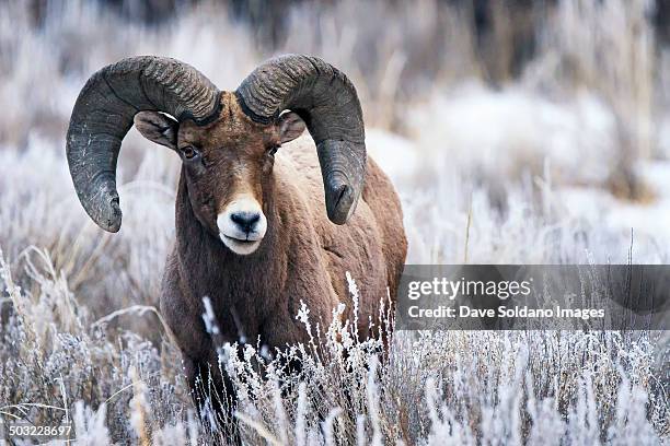 bighorn ram in snowy grass - bighorn sheep stockfoto's en -beelden