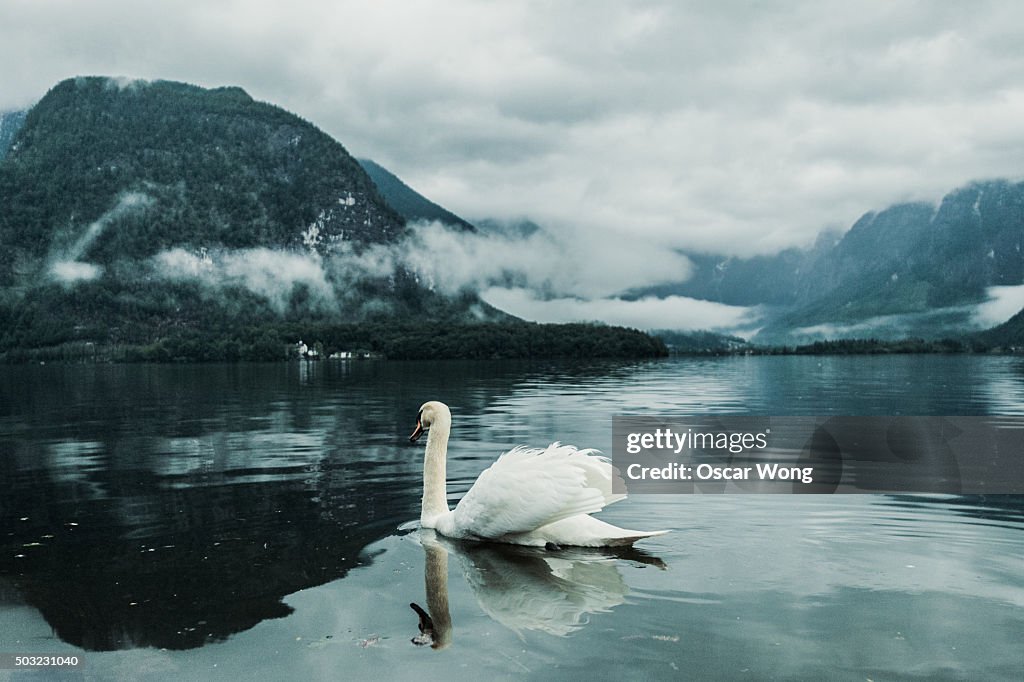 White swan swimming in lake in foggy weather