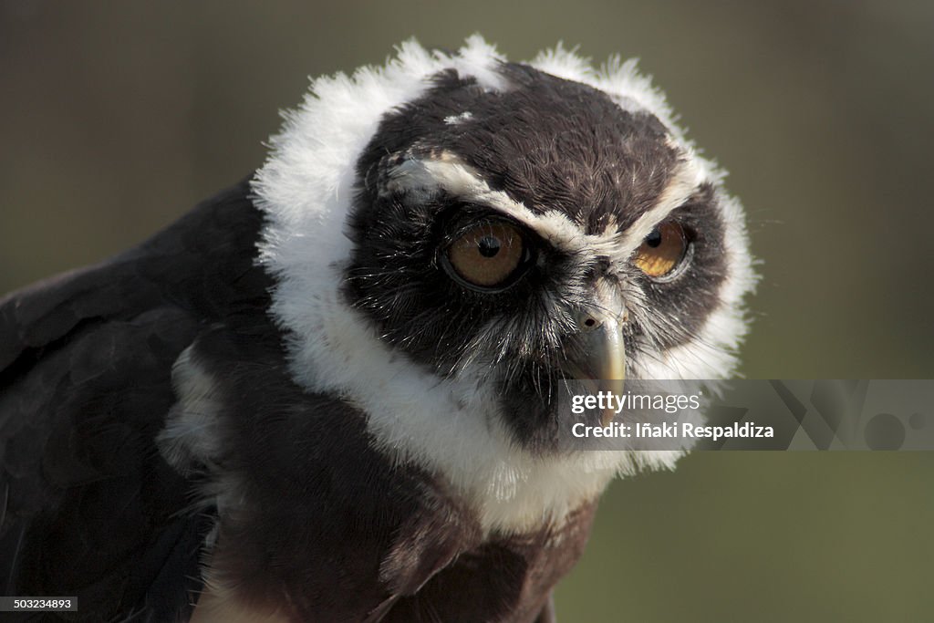 Spectacled owl