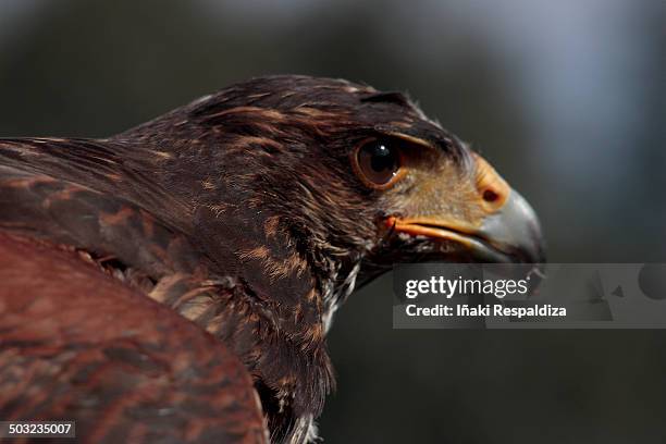 bay-winged hawk - iñaki respaldiza 個照片及圖片檔