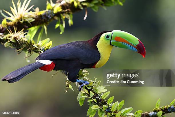 keel-billed toucan - toucan stock pictures, royalty-free photos & images