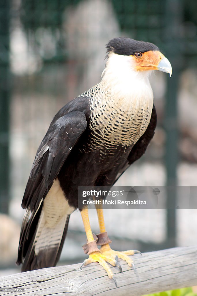 CaraCara