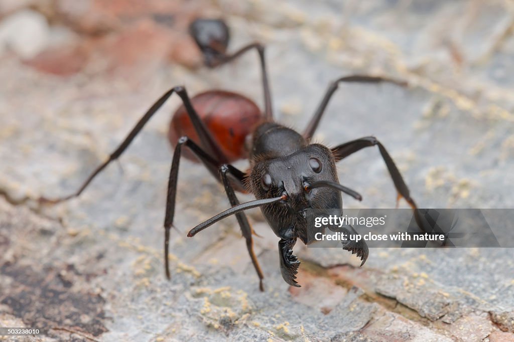 Macro image of a Giant Forest Ant (Camponotus gigas) with a decapitated ant head locked on to one of its legs