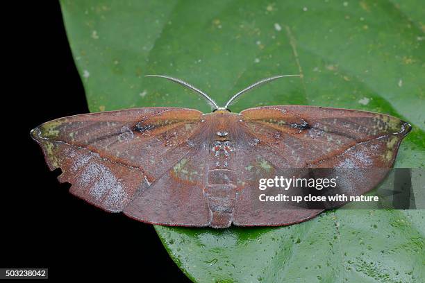 macro image of a female moth (ennominae: geometridae - omiza lycoraria) on a green leaf at night - geometridae stock pictures, royalty-free photos & images