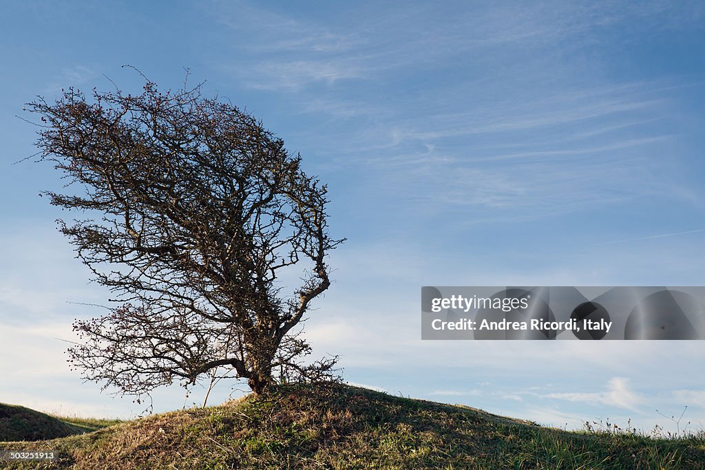 Wind bent tree on a green hill