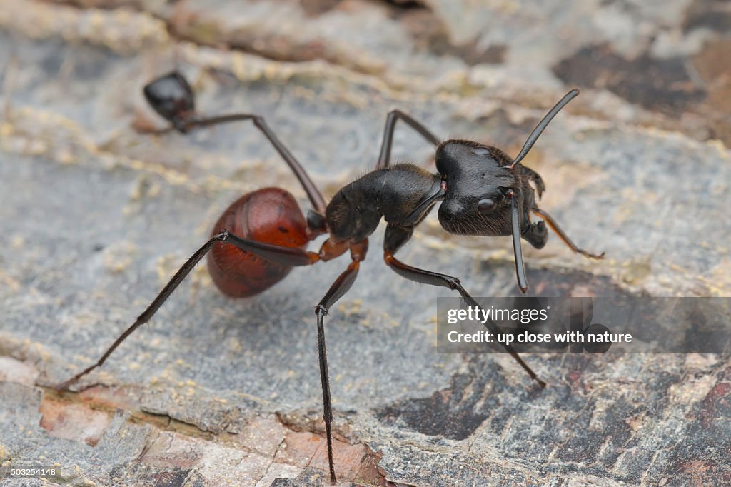 Macro image of a Giant Forest Ant (Camponotus gigas) with a decapitated ant head locked on to one of its legs