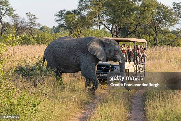 elephant crossing vor einer safari im jeep - südafrika safari stock-fotos und bilder