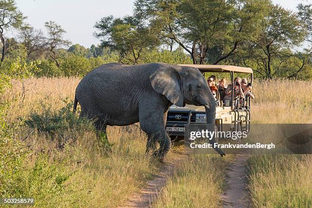 象の交差点の前でのジープサファリ - クルーガー国立公園 ストックフォトと画像