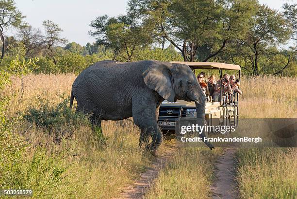 elephant crossing in front of a safari jeep - safari stockfoto's en -beelden