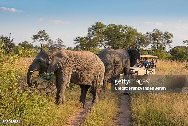 safari game drive - kruger national park stock-fotos und bilder
