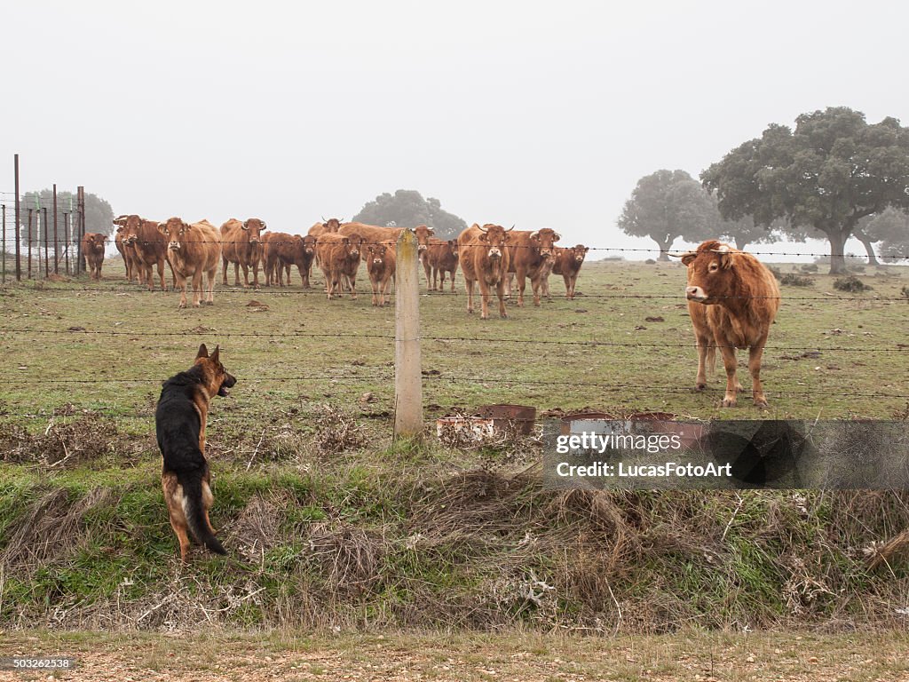 German Shepherd dog caring cattle