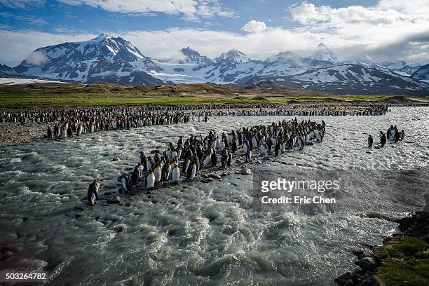 the penguin ark - st andrews bay stockfoto's en -beelden