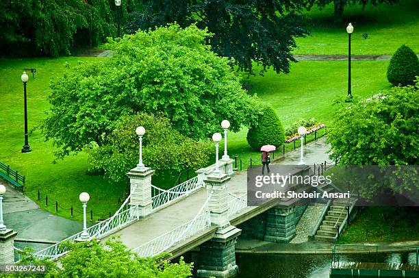 walking under rain - boston fern stock-fotos und bilder