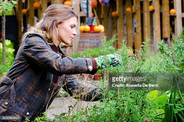 woman gardner taking care of plants, prune. - herb stock pictures, royalty-free photos & images