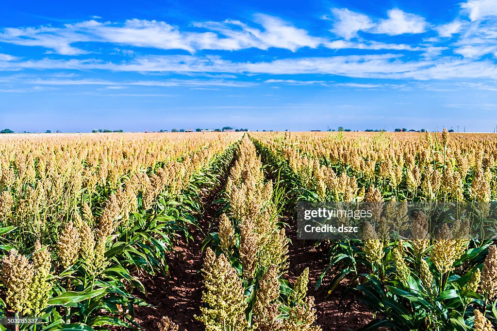 Ripe sorghum milo millet crop field in rows