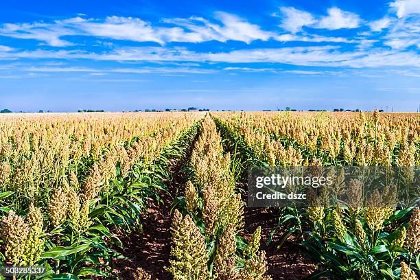 ripe sorghum milo millet crop field in rows - hirs bildbanksfoton och bilder