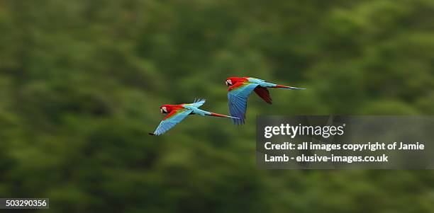 flying scarlet macaw , bolivian amazon - guacamayo escarlata fotografías e imágenes de stock