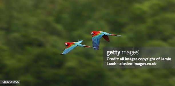 flying scarlet macaw , bolivian amazon - amazon rainforest fotografías e imágenes de stock