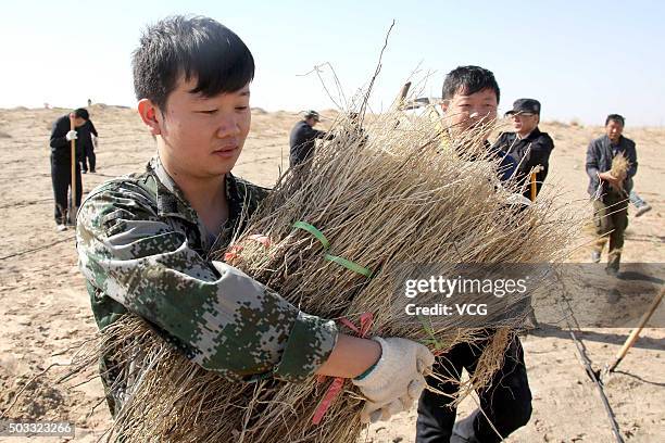 People carry sacsaoul to plant on April 8, 2015 in Kumul, Xinjiang Uygur Autonomous Region of China. West China's Xinjiang launched a tree planting...
