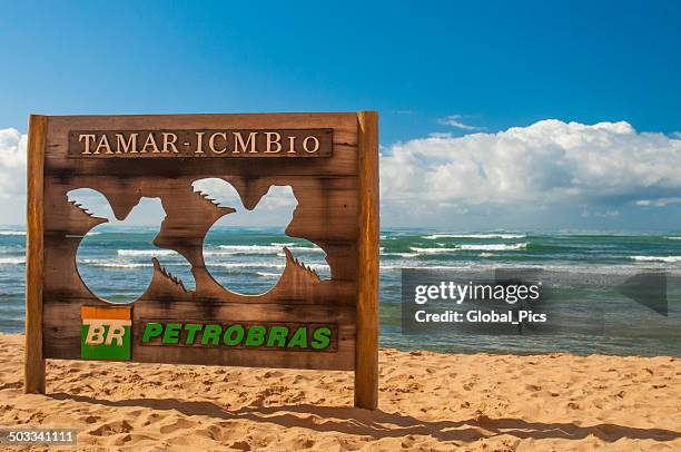 tamar - turtle conservation program - forte beach stock pictures, royalty-free photos & images