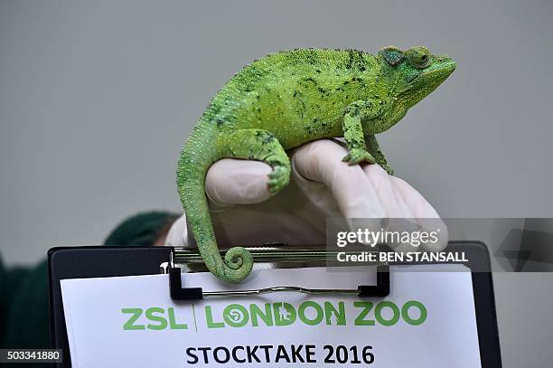 242 Is A Chameleon A Lizard Photos and Premium High Res Pictures - Getty Images 242 Is A Chameleon A Lizard Photos and Premium High Res Pictures - Getty Images