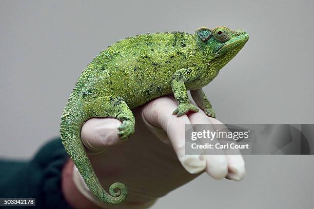 242 Is A Chameleon A Lizard Photos and Premium High Res Pictures - Getty Images 242 Is A Chameleon A Lizard Photos and Premium High Res Pictures - Getty Images