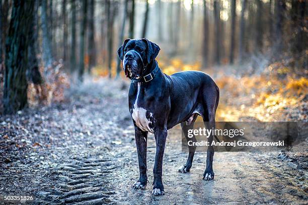 guard - great dane stock-fotos und bilder