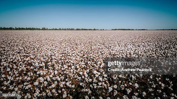 cotton field beside the sturt highway - planta de algodón fotografías e imágenes de stock