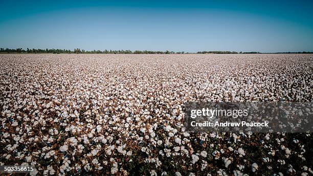 cotton field beside the sturt highway - cotton plant stock pictures, royalty-free photos & images