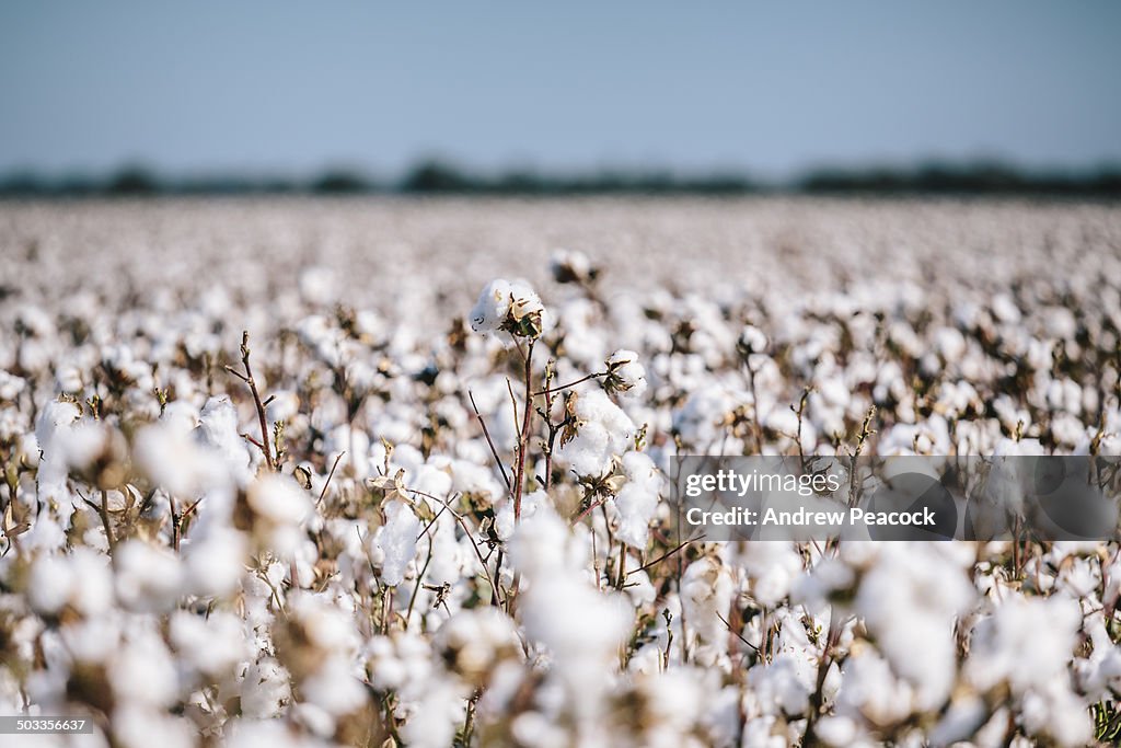 Cotton field beside the Sturt Highway