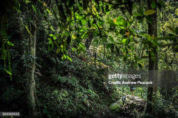 hikers, kokoda trail, between isurava and hoi - papua new guinea people stock pictures, royalty-free photos & images