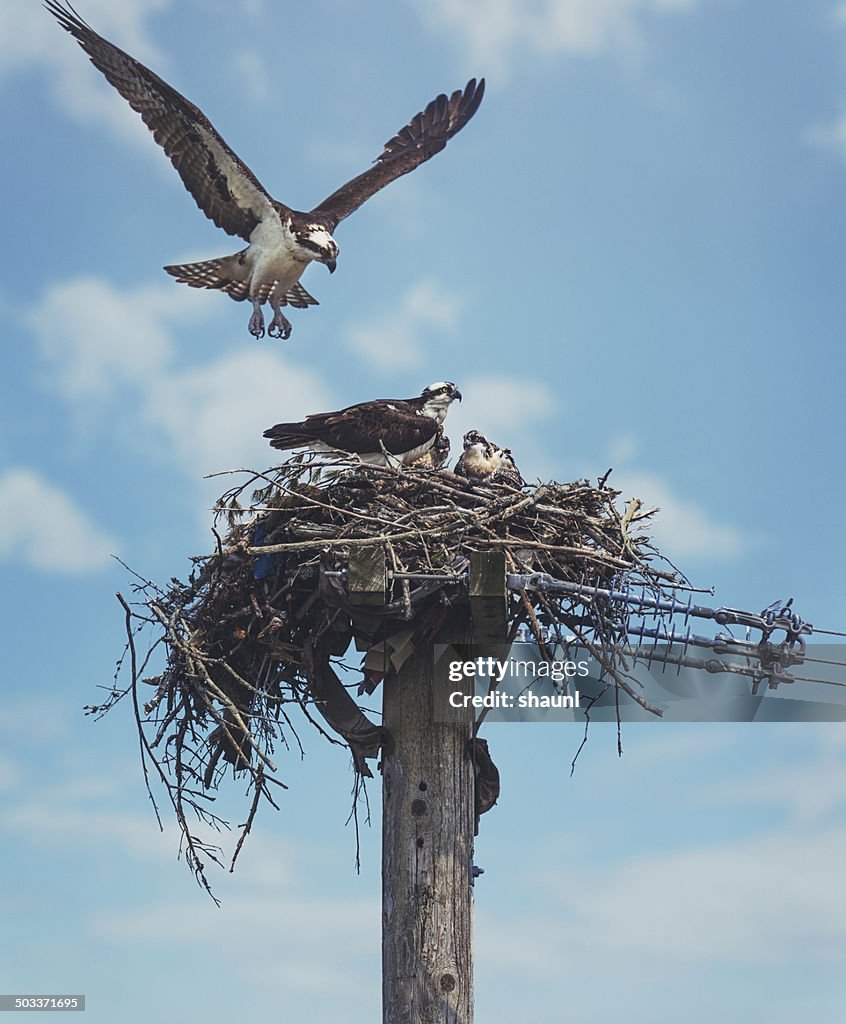 The Osprey Family