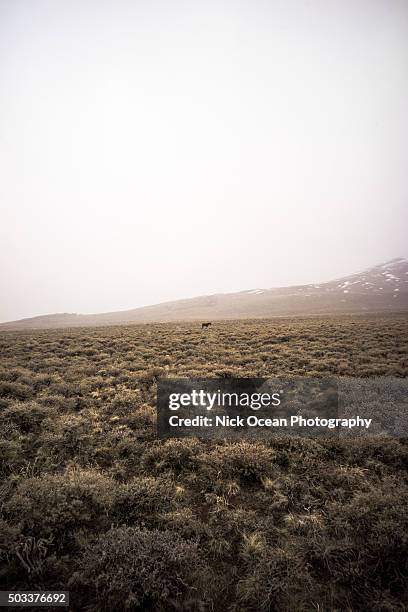 buttermilk boulders, bishop california - bishop foto e immagini stock