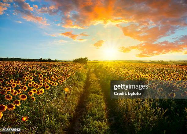 sonnenuntergang landschaft-xxxl - sunflowers stock-fotos und bilder