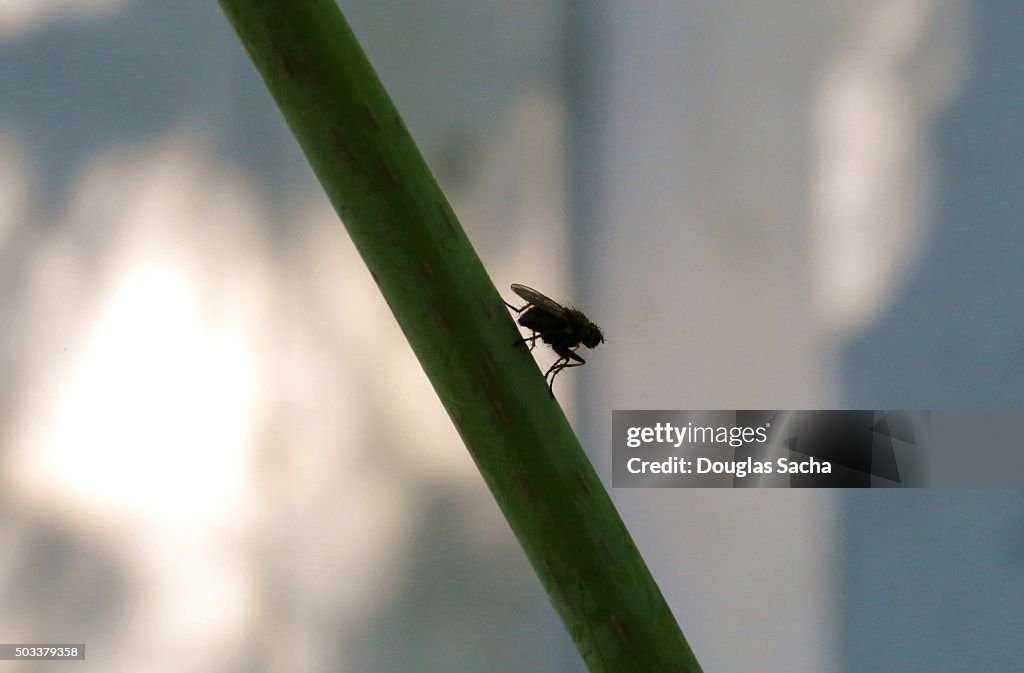 Silhouette of an insect