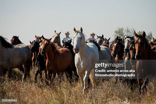 wild horses - nationaal park donana stockfoto's en -beelden