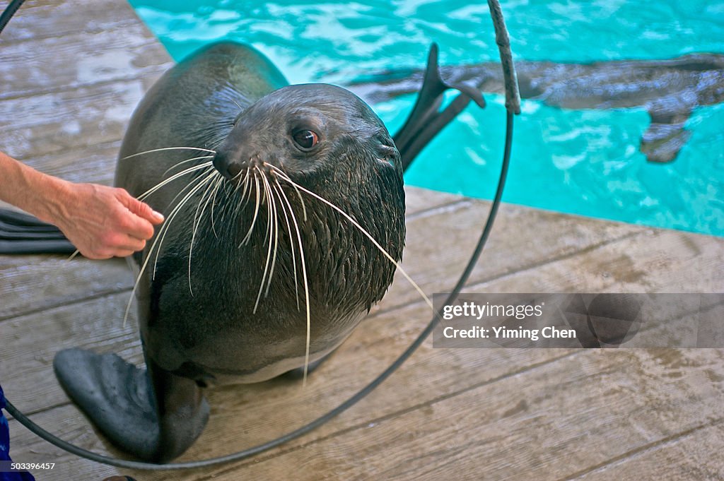 Performing Sea Lion