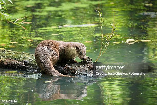 eating otter - otter stock pictures, royalty-free photos & images