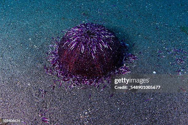 the death of a sea urchin - erizo stock pictures, royalty-free photos & images