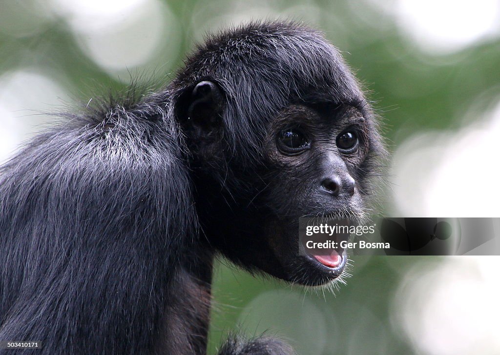 Young Spider Monkey Looking Surprised