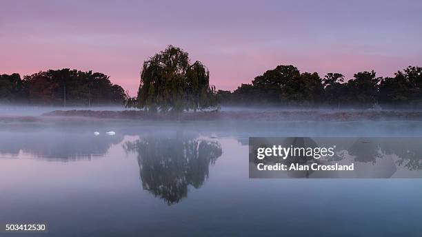 weeping willow at dawn - weeping willow stock pictures, royalty-free photos & images