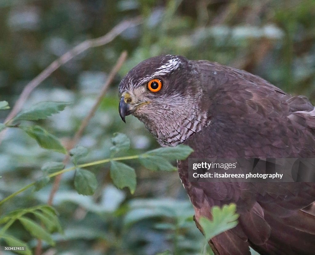 Wild sparrow hawk