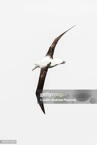 juvenile southern royal albatross - diomedea epomophora stock pictures, royalty-free photos & images