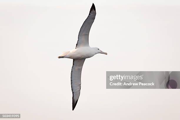 southern royal albatross - diomedea epomophora stock pictures, royalty-free photos & images