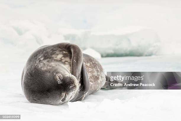 a weddell seal on the ice - seehundjunges stock-fotos und bilder