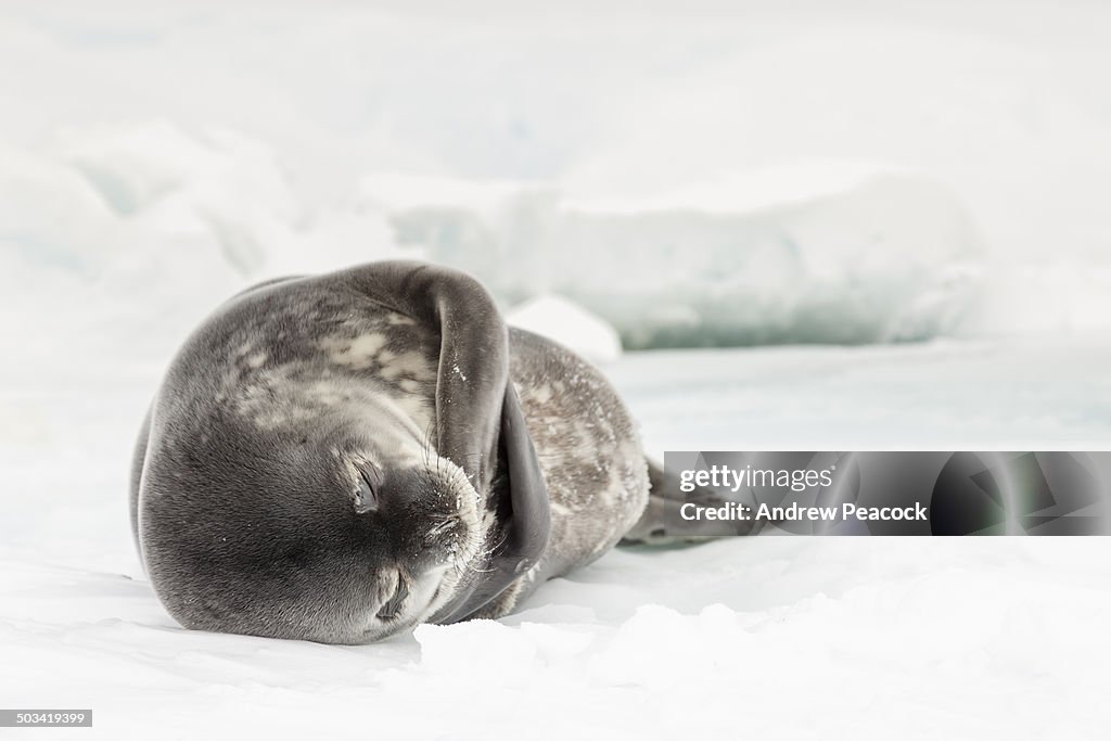 A Weddell seal on the ice