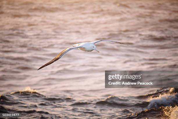 southern royal albatross over the southern ocean - diomedea epomophora stock pictures, royalty-free photos & images