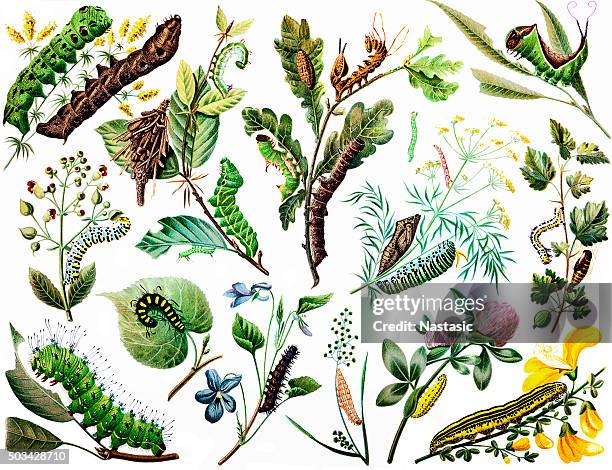 various caterpillar - larva stock illustrations