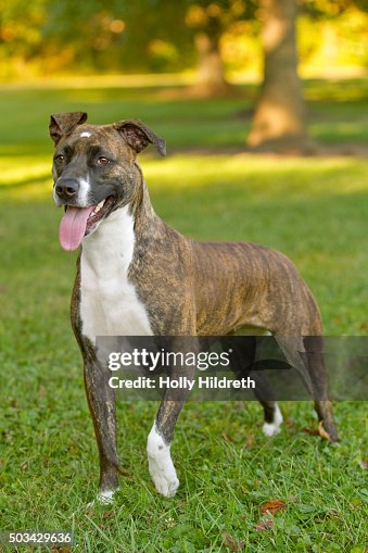 Happy Pitbull Boxer Mix Dog High-Res Stock Photo Getty Images